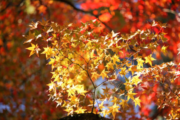 日本楓の紅葉