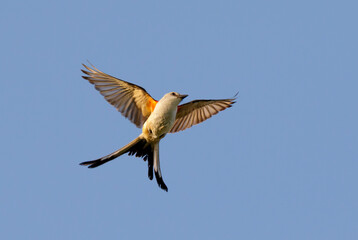 Scissor-tailed flycatcher (Tyrannus forficatus) flying in blue sky, Galveston, Texas, USA.