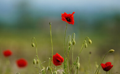Poppy flowers 