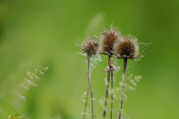 Dipsacus - also known as teasel, teazel or teazle