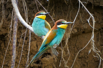 European bee-eater