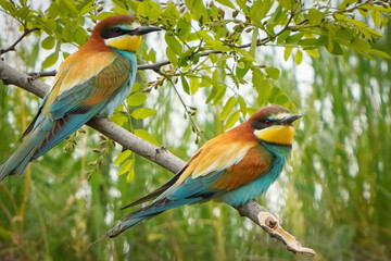 European bee-eater