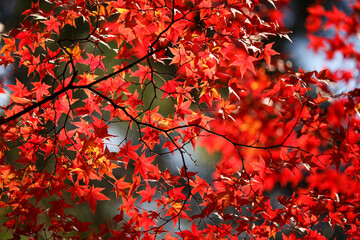 日本楓の紅葉