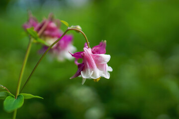 Aquilegia vulgaris - also known as European columbine, common columbine, granny's nightcap, granny's bonnet