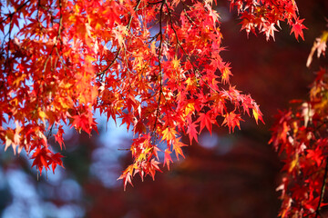 日本楓の紅葉