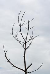 Dead Tree Branches Sky background    