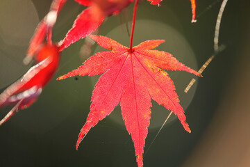 日本楓の紅葉した葉