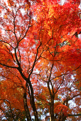 Fototapeta na wymiar 日本楓の紅葉