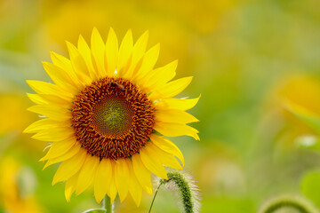 sunflower in the garden
