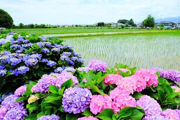 神奈川県開成町のあじさいの里