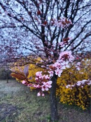 Japanese flowers 