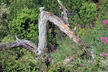 Tronco marcio contorto nel bosco e forma di serpente