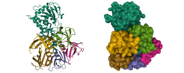 Structure of shiga toxin, B-chain pentamer and A-chain subunit (green), 3D cartoon and Gaussian surface model, white background