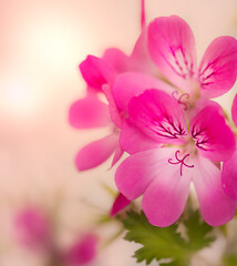 Fototapeta premium Pelargonium flowers, geranium close up