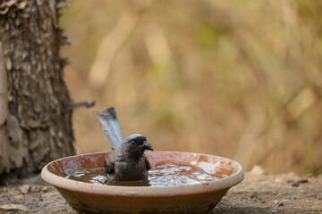 Grey Treepie (Dendrocitta formosae) Bird photographed in Sattal while taking bath in water body.
