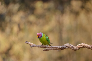 Plum-headed parakeet (Psittacula cyanocephala) in the forest of Uttarakhand.