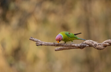 Plum-headed parakeet (Psittacula cyanocephala) in the forest of Uttarakhand.