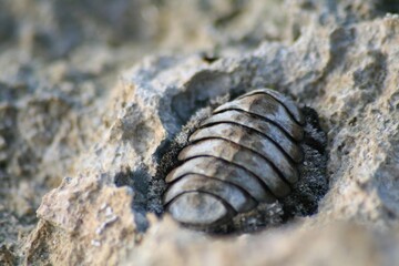 Insect on a Rock