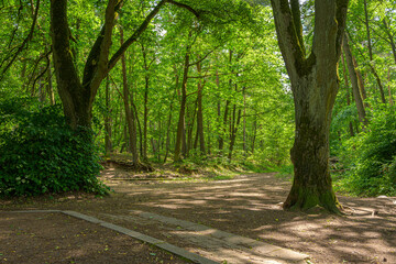 path in a german forest