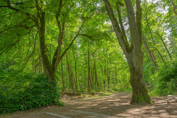 Fototapeta premium path in a german forest
