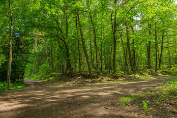 Fototapeta premium path in a german forest