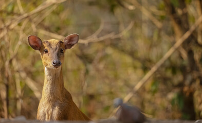 Fototapeta premium Barking deer or Indian muntjac (Muntiacus muntjak) in the forest of Sattal.