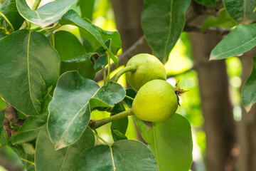 Small green fruit of a pear tree grows in the garden