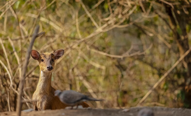 Barking deer or Indian muntjac (Muntiacus muntjak) in the forest of Sattal.