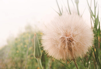 Natural background. Large dandelion in the meadow, close-up. Soft, delicate colors, copy space.