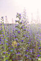 Beautiful wildflowers in sun glare. Floral background. Soft toning. Vertical view.
