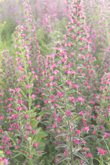 Obraz premium Beautiful wildflowers. Floral background. Vertical view. Soft toning.