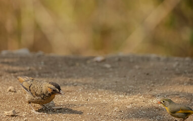 Rufous-chinned laughingthrush (Garrulax rufogularis) perching on ground near water pond in the forest of Sattal, Uttarakhand.