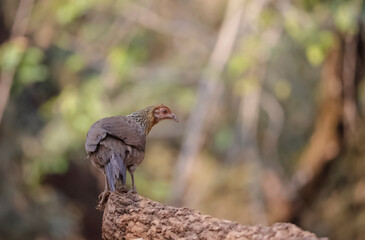 Jungle Fowl (Gallus) female bird photographed in the forest of Sattal, Uttarakhand.