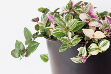 Tradescantia fluminensis tricolor plant in black pot on white background 