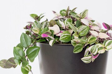 Tradescantia fluminensis tricolor plant in black pot on white background 