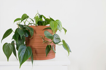 green Philodendron Hederaceum plant in pot with white background  - 439112572
