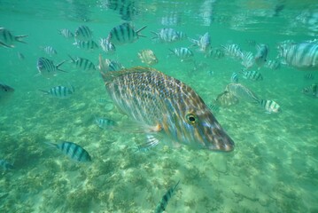 Tropical fish underwater Okinawa in Japan