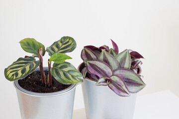 small indoor leafy plants in pot with white background 