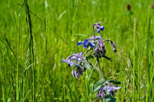 borage on a background of high grass