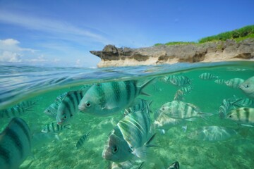 Tropical fish underwater Okinawa in Japan