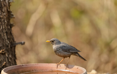 Tickell's thrush (Turdus unicolor) bird in the jungle of Sattal.
