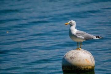 Oiseaux du lac Léman