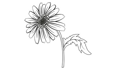 Daisy flower line art illustration isolated 
