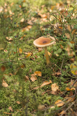 dangerous non-edible mushrooms in the forest in moss
