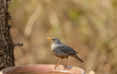 Tickell's thrush (Turdus unicolor) bird in the jungle of Sattal.
