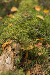 An edible mushroom - a flyworm hid in the forest in the moss next to a fallen old tree