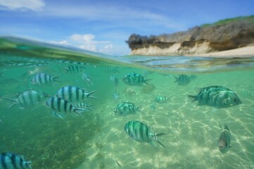 Tropical fish underwater Okinawa in Japan