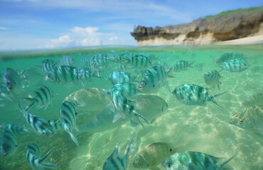 Tropical fish underwater Okinawa in Japan