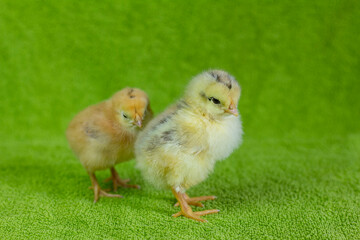 Little chickens.Two yellow chickens on a green background.