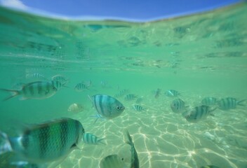 Tropical fish underwater Okinawa in Japan